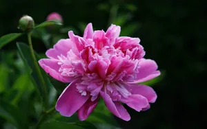 高贵牡丹花桌面壁纸_20