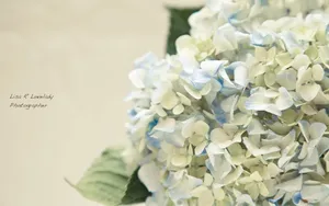 美丽清雅的绣球花_3