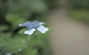 美丽清雅的绣球花_4