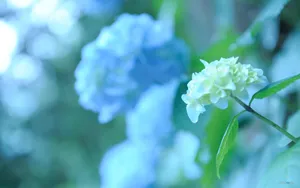 美丽清雅的绣球花_6