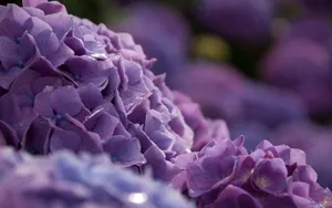 美丽清雅的绣球花_7