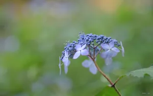 美丽清雅的绣球花_8
