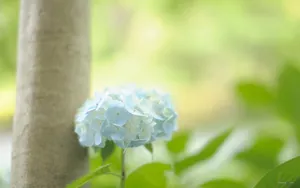 美丽清雅的绣球花_11