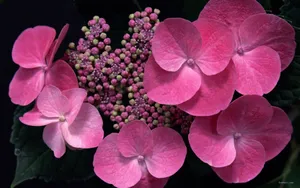 美丽清雅的绣球花_12