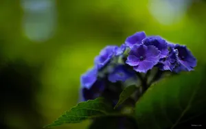 美丽清雅的绣球花_17