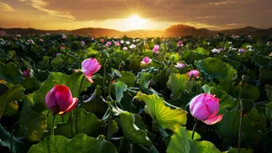 各色的鲜花桌面壁纸