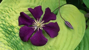 各色的鲜花桌面壁纸