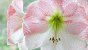 各色的鲜花桌面壁纸_2