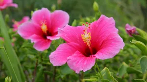 各色的鲜花桌面壁纸_4