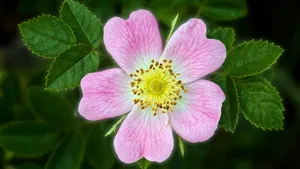 各色的鲜花桌面壁纸_6