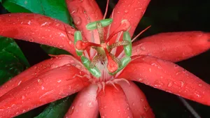 各色的鲜花桌面壁纸_7