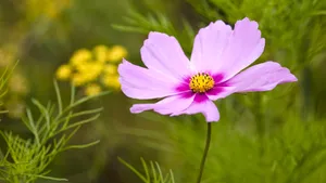 各色的鲜花桌面壁纸_12
