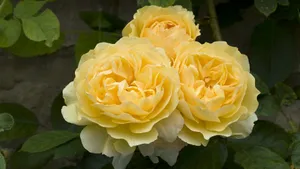 各色的鲜花桌面壁纸_16
