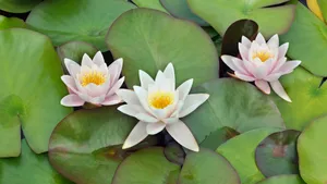 各色的鲜花桌面壁纸_17