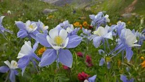 各色的鲜花桌面壁纸_19