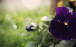 三色堇花语图片壁纸_7