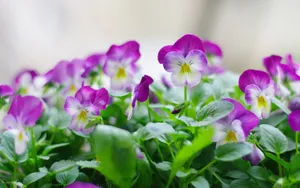 三色堇花语图片壁纸_8