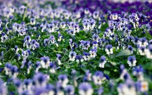 三色堇花语图片壁纸_9