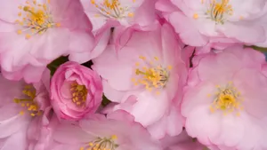 高清鲜花特写 第21辑_10