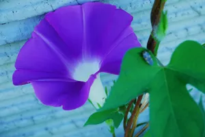 紫色唯美的牵牛花图片壁纸