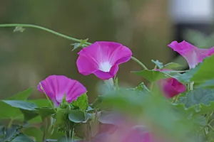 紫色唯美的牵牛花图片壁纸_3