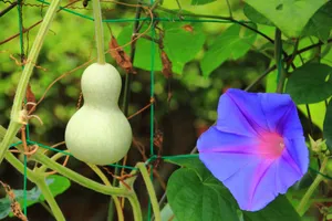 紫色唯美的牵牛花图片壁纸_5