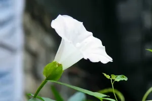 紫色唯美的牵牛花图片壁纸_7