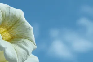 紫色唯美的牵牛花图片壁纸_8