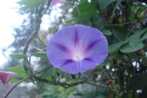 紫色唯美的牵牛花图片壁纸_9