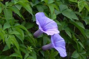 紫色唯美的牵牛花图片壁纸_10