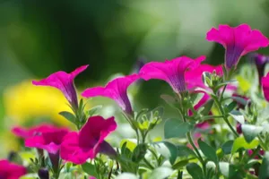 紫色唯美的牵牛花图片壁纸_12