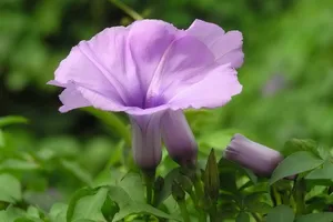 紫色唯美的牵牛花图片壁纸_14