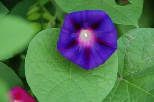 紫色唯美的牵牛花图片壁纸_15