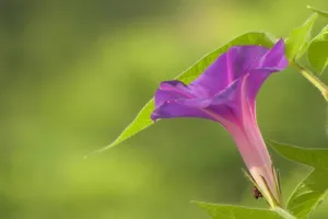 紫色唯美的牵牛花图片壁纸_16