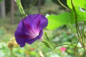 紫色唯美的牵牛花图片壁纸_17