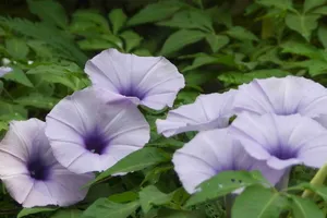 紫色唯美的牵牛花图片壁纸_18