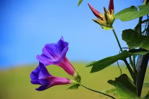 紫色唯美的牵牛花图片壁纸_19