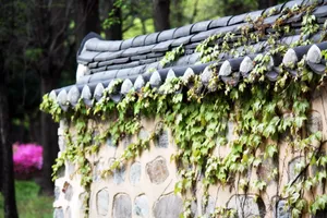 爬山虎围墙图片第1张