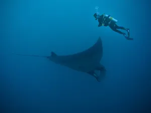 深海潜水员与蝠鲼图片