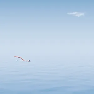 大海游泳图片