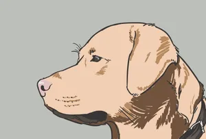 拉布拉多犬卡通图片_1