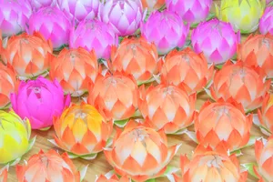中秋彩色莲花灯图片_1