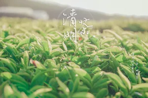 清明茶图片_1