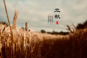 24节气立秋三候图片_1