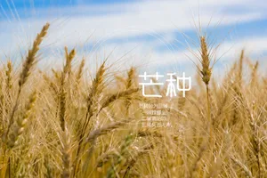 二十四节气之芒种图片