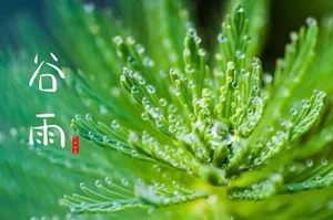 春天谷雨时节图片_1