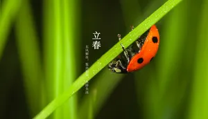 2018立春节气图片_1