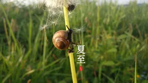 听见夏至图片第1张