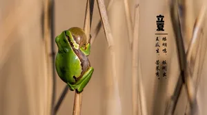 二十四节气鸣啼立夏图片_1