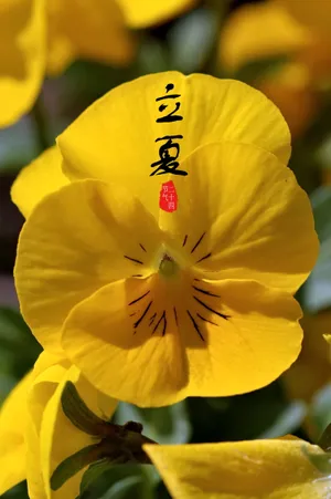 立夏节气图片设计图第1张